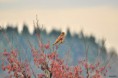 /album/ornithologie/falco-tinnunculus-jpg/
